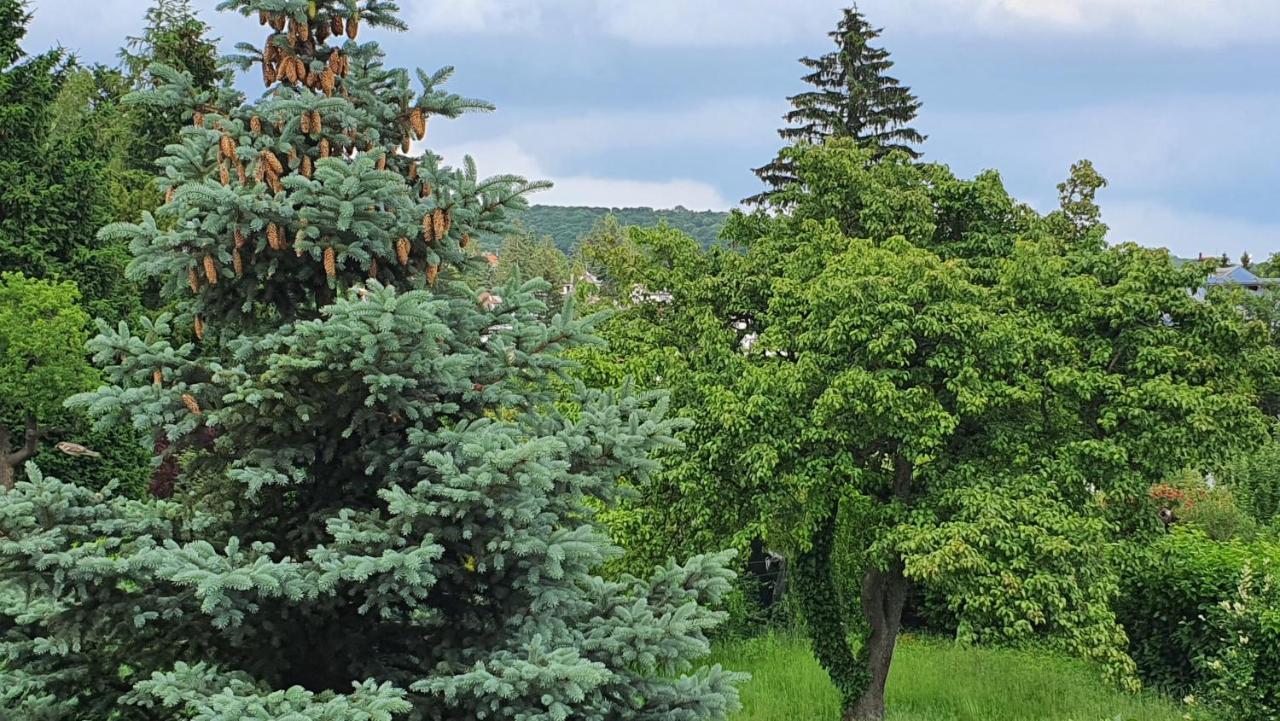 Naturgespuer In Apartament *